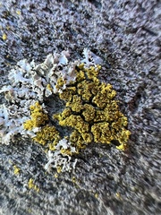 Candelariella efflorescens