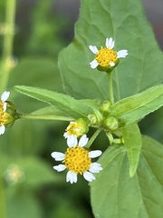 Galinsoga parviflora