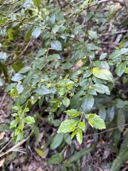 Azara serrata