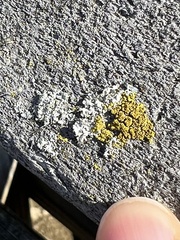 Candelariella efflorescens