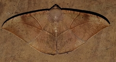 Oxydia trychiata