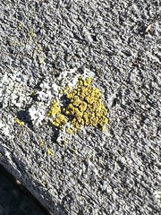 Candelariella efflorescens