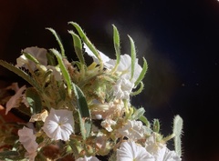 Euploca convolvulacea