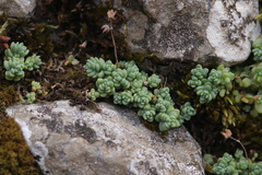 Sedum dasyphyllum