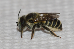 Megachile brevis