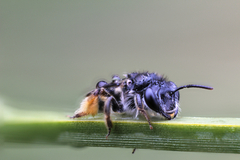 Leioproctus