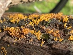 Calocera cornea