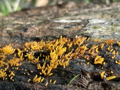 Calocera cornea