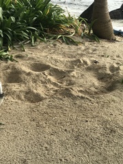 Caretta caretta