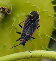 Melacoryphus lateralis