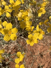 Psilostrophe cooperi