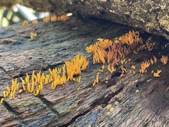 Calocera cornea