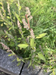 Chenopodium betaceum