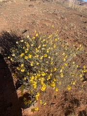 Psilostrophe cooperi