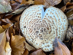 Echinoderma