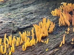 Calocera cornea