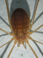 Opilio