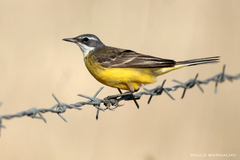 Motacilla flava iberiae