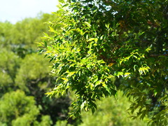 Decaspermum gracilentum