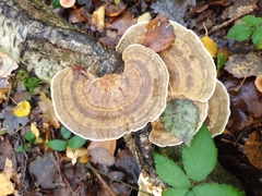 Daedaleopsis confragosa