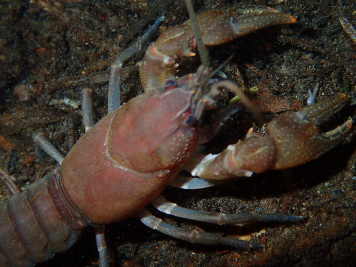 Eastern Crayfish, photo 8 of 8