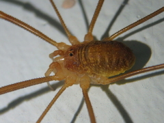 Opilio