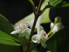 Decaspermum gracilentum