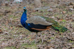 Pavo cristatus