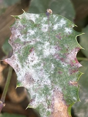 Erysiphe berberidis