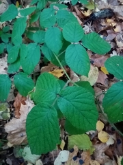 Rubus hirtus