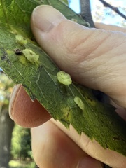 Pachypsylla celtidisasterisca