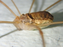Opilio