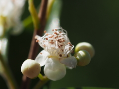 Decaspermum gracilentum