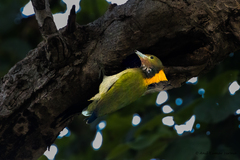 Chrysophlegma flavinucha