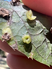 Pachypsylla celtidisasterisca