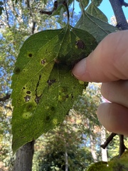 Pachypsylla celtidisasterisca