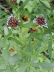 Symphyotrichum novi-belgii