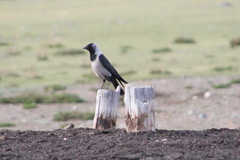 Corvus dauuricus