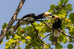 Anthracoceros albirostris