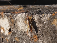 Conocephalus japonicus