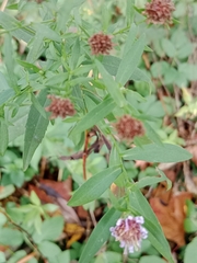 Symphyotrichum novi-belgii