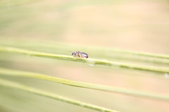 Leioproctus