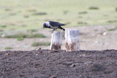Corvus dauuricus