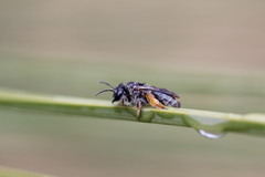 Leioproctus