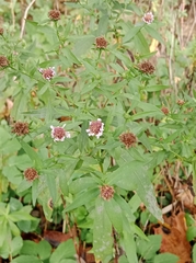 Symphyotrichum novi-belgii