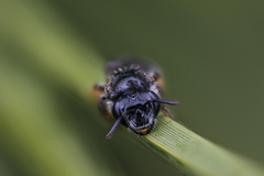 Leioproctus