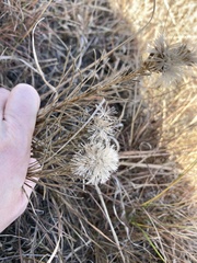 Liatris
