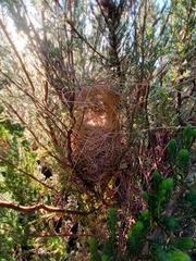 Prinia maculosa maculosa