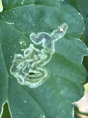 Phytomyza spondylii group