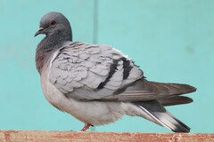 Columba rupestris